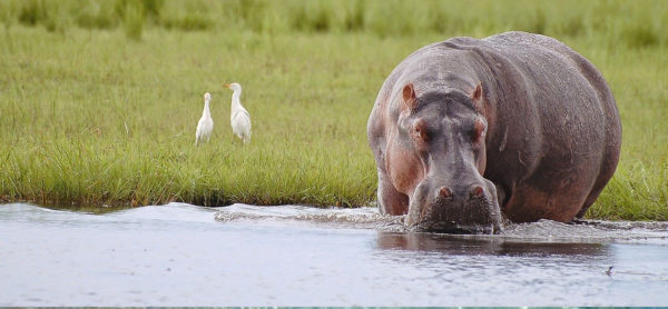 Zimbabwe & Botswana