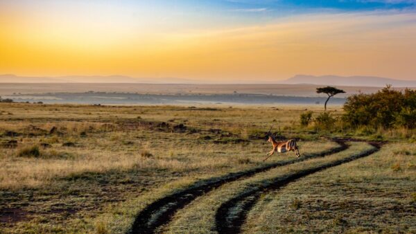 Panorami Africani, viaggio in Kenya tra safari e mare