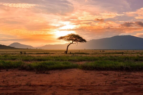 Fine Anno in Kenya: viaggio tra safari e mare