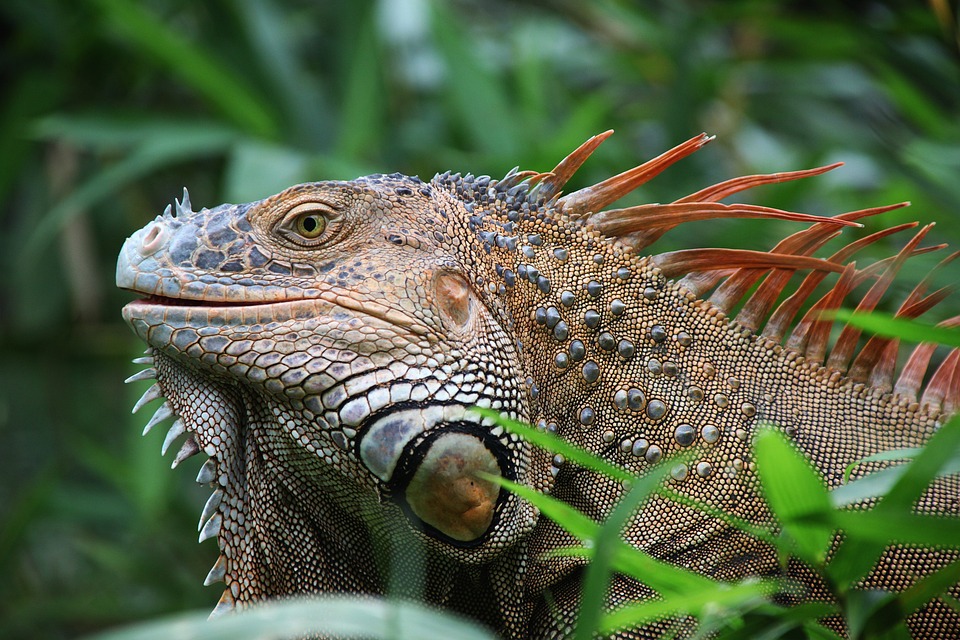 Vacanza in Costa Rica